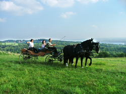 kutsche_wiese
